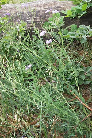 Lactuca perennis / Blue Lettuce, D Kipfenberg 7.6.2012