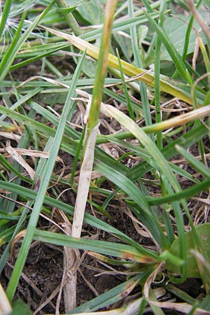 Lolium perenne \ Deutsches Weidelgras, Englisches Ray-Gras / Perennial Rye-Grass, D Mannheim 18.7.2012