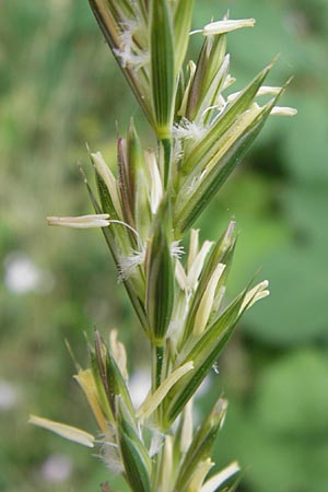 Elymus repens \ Kriechende Quecke, D Seeheim an der Bergstraße 28.6.2013