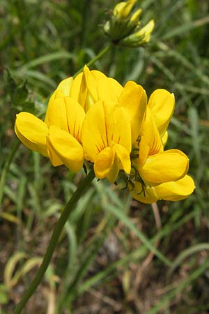 Lotus corniculatus \ Gewhnlicher Hornklee, D Schwarzwald, Kaltenbronn 20.7.2013