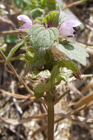 Lamium purpureum \ Rote Taubnessel / Red Dead-Nettle, D Gladenbach 17.8.2013