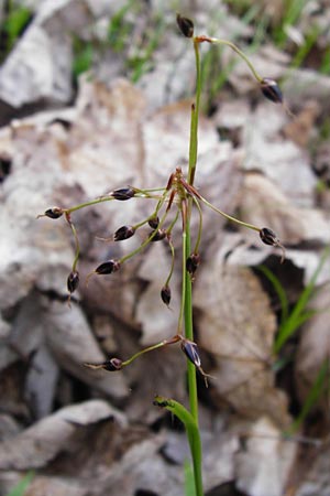 Luzula pilosa \ Behaarte Hainsimse / Hairy Wood-Rush, D Wertingen-Binswangen 1.4.2014