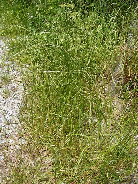 Lolium perenne \ Deutsches Weidelgras, Englisches Ray-Gras / Perennial Rye-Grass, D Obernzell an der Donau 11.6.2014