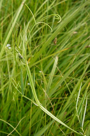 Lathyrus palustris \ Sumpf-Platterbse / Marsh Pea, D Gimbsheim 23.6.2014