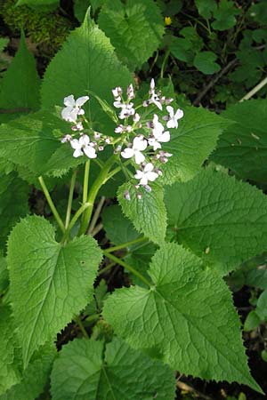 Lunaria rediviva \ Wildes Silberblatt, Wilde Mondviole, D Donnersberg 3.5.2012