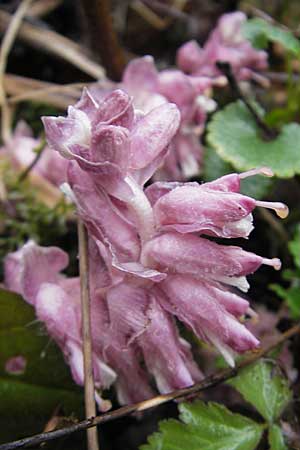 Lathraea squamaria \ Gewhnliche Schuppenwurz / Toothwort, D Günzburg 18.4.2009