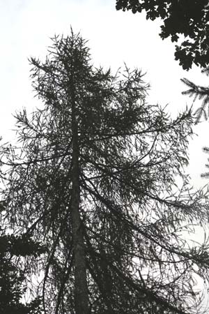 Larix x eurolepis \ Hybrid-Lrche / Hybrid Larch, Dunkeld Larch, D Eberbach 24.9.2014