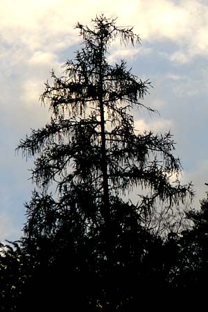 Larix x eurolepis \ Hybrid-Lrche, D Eberbach 24.9.2014