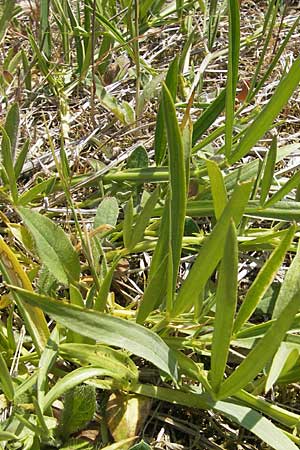 Lathyrus sylvestris \ Wald-Platterbse / Narrow-Leaved Flat Pea, D Türkismühle 3.6.2011