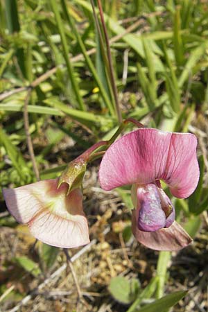 Lathyrus sylvestris \ Wald-Platterbse / Narrow-Leaved Flat Pea, D Türkismühle 3.6.2011