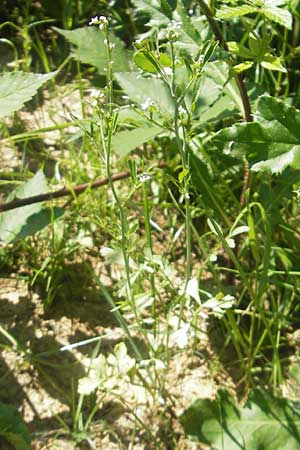 Lepidium sativum / Garden Cress, D Sinsheim 16.7.2011