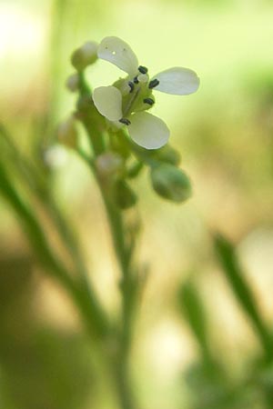 Lepidium sativum \ Garten-Kresse / Garden Cress, D Sinsheim 16.7.2011