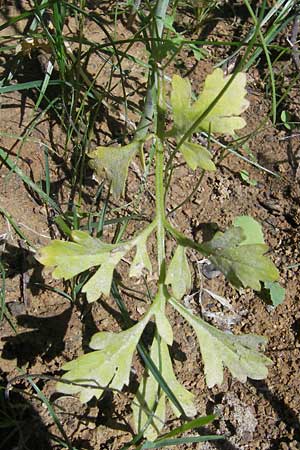 Lepidium sativum \ Garten-Kresse, D Sinsheim 16.7.2011