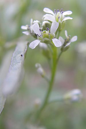 Lepidium sativum \ Garten-Kresse / Garden Cress, D Sinsheim 16.7.2011