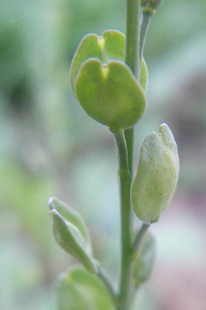 Lepidium sativum \ Garten-Kresse / Garden Cress, D Sinsheim 16.7.2011