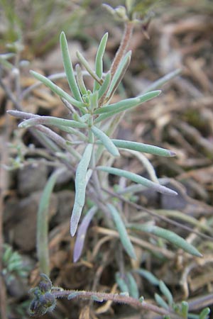 Linaria supina \ Niedriges Leinkraut / Prostrate Toadflax, D Kehl 15.10.2011