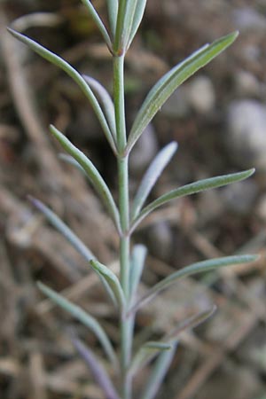 Linaria supina \ Niedriges Leinkraut, D Kehl 15.10.2011