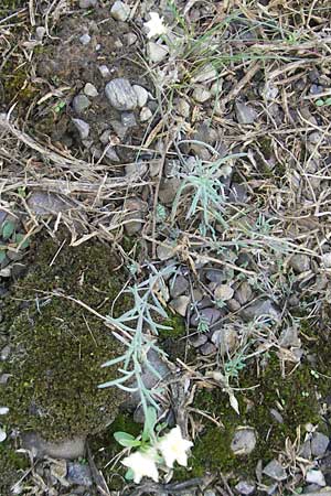 Linaria supina \ Niedriges Leinkraut / Prostrate Toadflax, D Kehl 15.10.2011