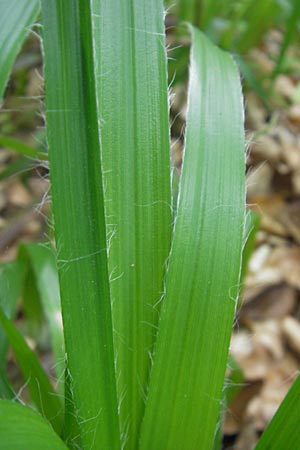 Luzula sylvatica \ Wald-Hainsimse / Great Wood-Rush, D Bammental 8.5.2012