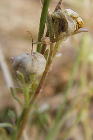 Linaria supina \ Niedriges Leinkraut, D Kehl 28.7.2012