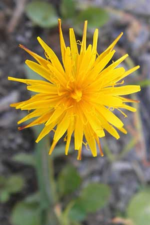 Scorzoneroides autumnalis / Autumn Hawkbit, Fall Dandelion, D Frankfurt-Bockenh 1.8.2012