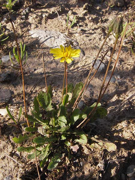 Leontodon saxatilis \ Nickender Lwenzahn / Lesser Hawkbit, Hairy Hawkbit, D Heidelberg 3.8.2012