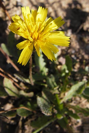 Leontodon saxatilis \ Nickender Lwenzahn / Lesser Hawkbit, Hairy Hawkbit, D Heidelberg 3.8.2012