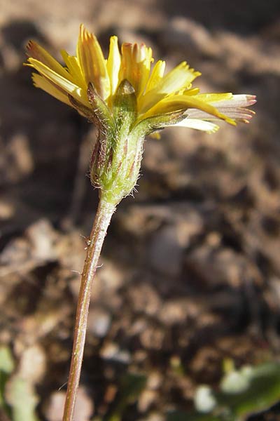 Leontodon saxatilis \ Nickender Lwenzahn / Lesser Hawkbit, Hairy Hawkbit, D Heidelberg 3.8.2012