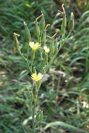 Lactuca quercina / Oak-Leaved Lettuce, Wild Lettuce, D Thüringen, Drei Gleichen 6.8.2013