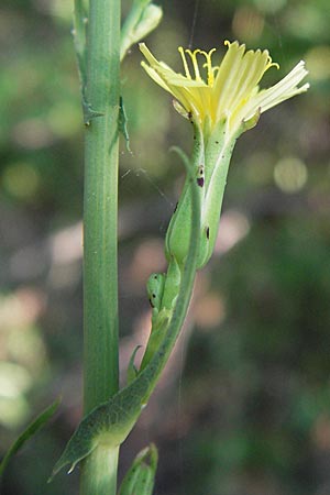 Lactuca quercina \ Eichen-Lattich / Oak-Leaved Lettuce, Wild Lettuce, D Thüringen, Drei Gleichen 6.8.2013