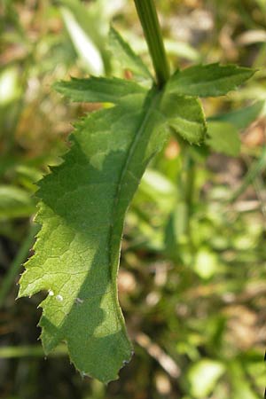 Lactuca quercina \ Eichen-Lattich / Oak-Leaved Lettuce, Wild Lettuce, D Thüringen, Drei Gleichen 6.8.2013