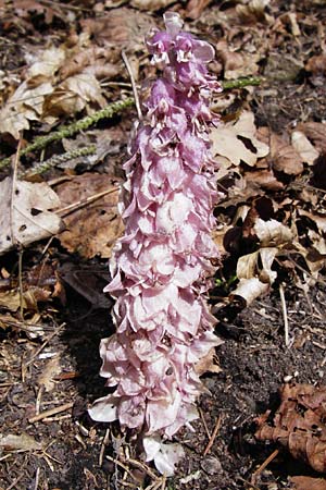 Lathraea squamaria \ Gewhnliche Schuppenwurz / Toothwort, D Obernzell an der Donau 30.3.2014