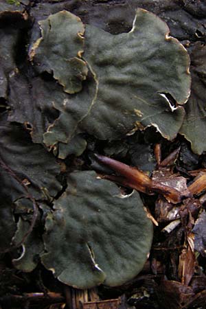 Lobaria scrobiculata ? \ Blaugraue Lungenflechte / Textured Lungwort, D Fridingen 8.7.2014