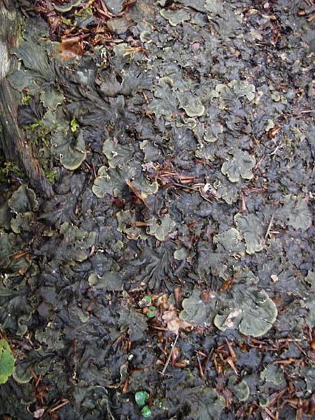 Lobaria scrobiculata ? \ Blaugraue Lungenflechte / Textured Lungwort, D Fridingen 8.7.2014