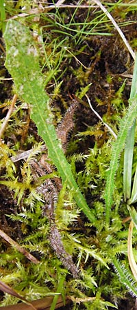 Leontodon saxatilis \ Nickender Lwenzahn / Lesser Hawkbit, Hairy Hawkbit, D Hanhofen 18.9.2014