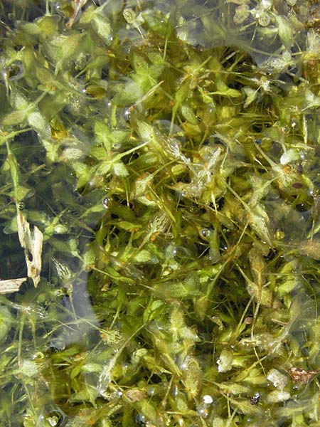 Lemna trisulca \ Dreifurchige Wasserlinse / Ivy-Leaved Duckweed, D Hemsbach 9.7.2007