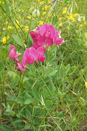 Lathyrus tuberosus \ Knollen-Platterbse / Tuberous Pea, D Nördlingen 8.6.2012