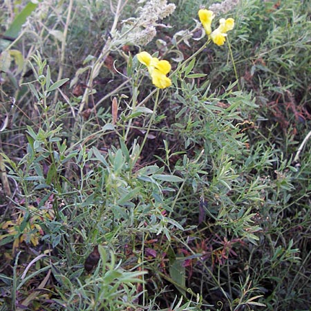 Lathyrus pratensis \ Wiesen-Platterbse, D Groß-Umstadt 22.9.2012