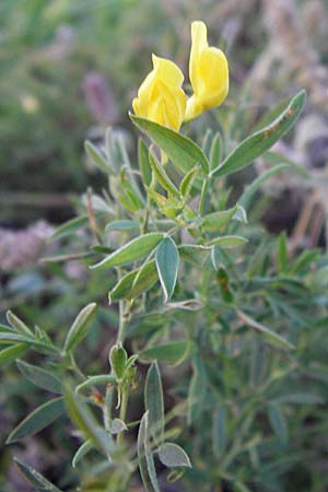 Lathyrus pratensis \ Wiesen-Platterbse, D Groß-Umstadt 22.9.2012