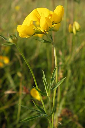 Lotus tenuis \ Schmalblttriger Hornklee, Salz-Hornklee / Narrow-Leaf Bird's-Foot Trefoil, D Offenbach am Main 2.7.2013