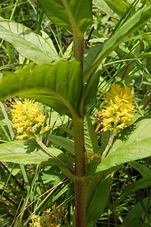 Lysimachia thyrsiflora \ Straubltiger Gilb-Weiderich / Tufted Loosestrife, D Rhön, Schwarzes Moor 6.7.2013