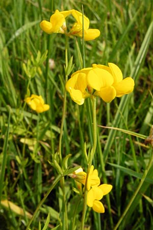 Lotus tenuis \ Schmalblttriger Hornklee, Salz-Hornklee / Narrow-Leaf Bird's-Foot Trefoil, D Münzenberg 26.7.2014