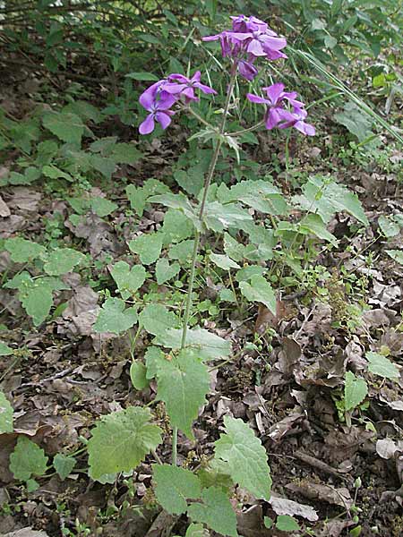 Lunaria annua / Honesty, D Schwetzingen 12.5.2006