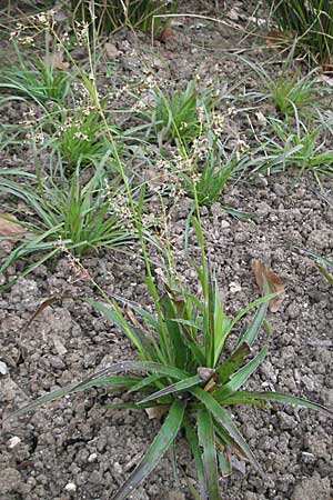 Luzula sylvatica \ Wald-Hainsimse / Great Wood-Rush, D Botan. Gar.  Universit.  Heidelberg 17.3.2007