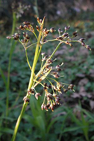 Luzula sylvatica \ Wald-Hainsimse / Great Wood-Rush, D Weinheim an der Bergstraße 2.4.2007