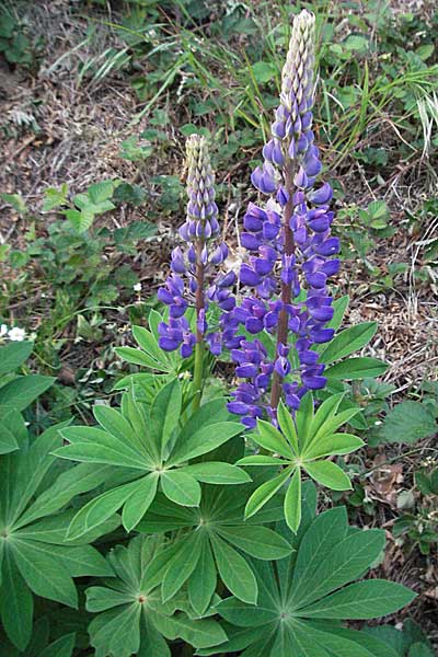 Lupinus polyphyllus \ Vielblttrige Lupine, D Schwarzwald, Freiburg 28.4.2007