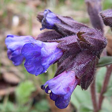 Pulmonaria montana \ Knolliges Lungenkraut / Mountain Lungwort, D Ingelheim 5.4.2008