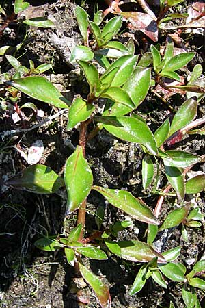 Ludwigia x kentiana \ Hybrid-Heusenkraut, D Karlsruhe Fritschlach 31.7.2008