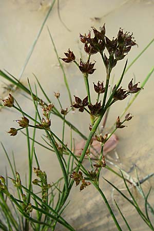 Juncus articulatus \ Glieder-Binse, Glanzfrchtige Binse, D Eisenberg 17.8.2008