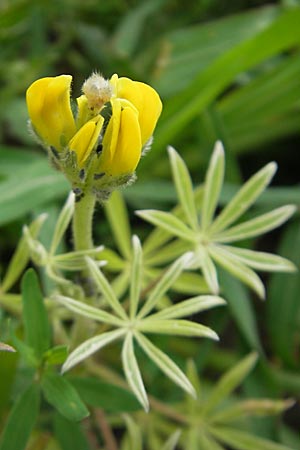 Lupinus luteus \ Gelbe Lupine / Yellow European Lupin, D Weinheim an der Bergstraße 27.6.2009